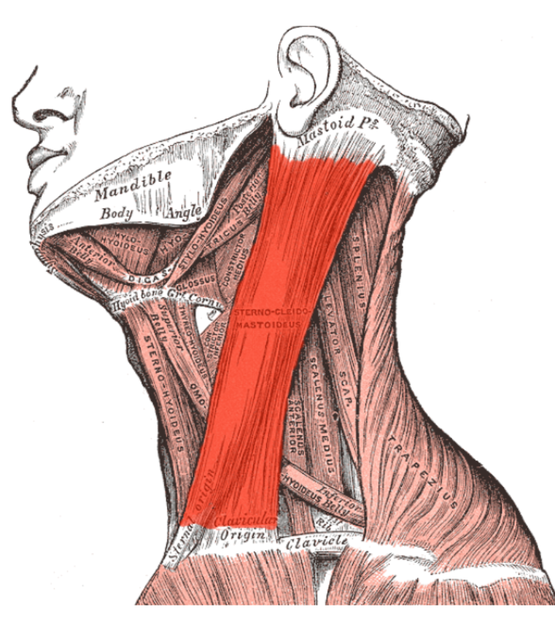 Dr. J at cornerstone health in evanston il explains why the scm is his favorite muscle. Chiropractic care for tight neck muscles can help prevent posture issues and muscle aches.